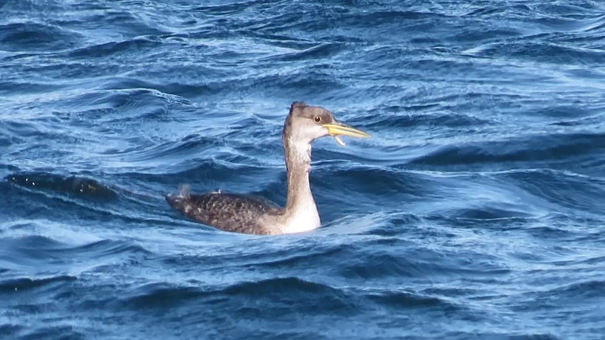 gråstrupedykker - ML647002416