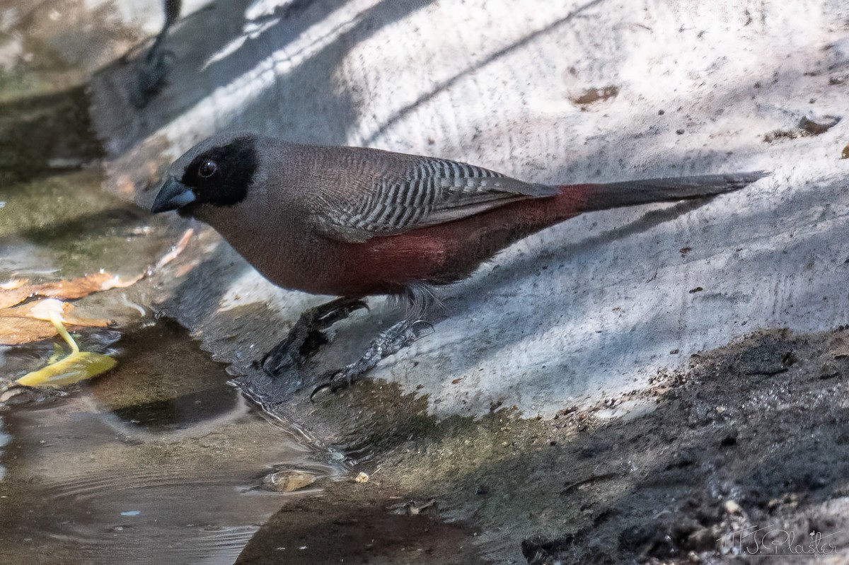 Black-faced Waxbill - ML647002424