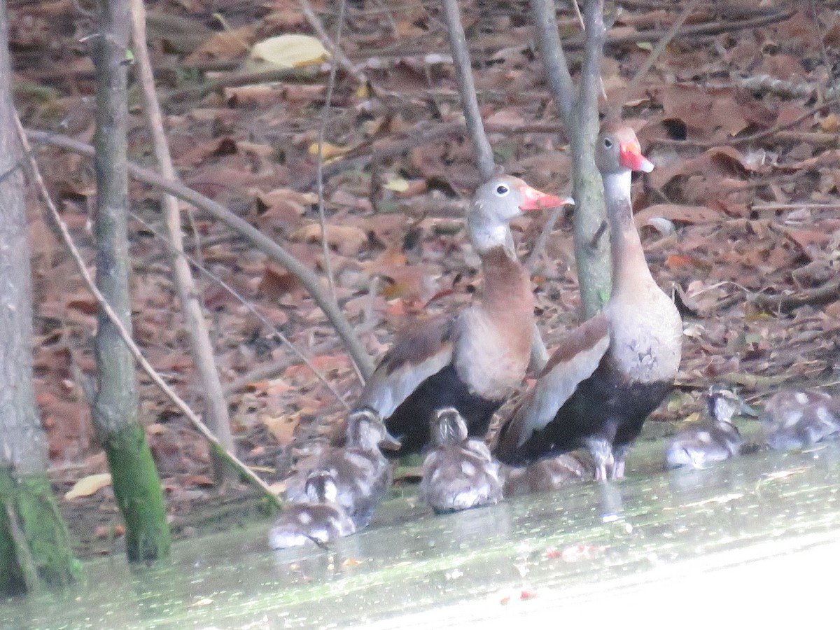 Black-bellied Whistling-Duck - ML647002430