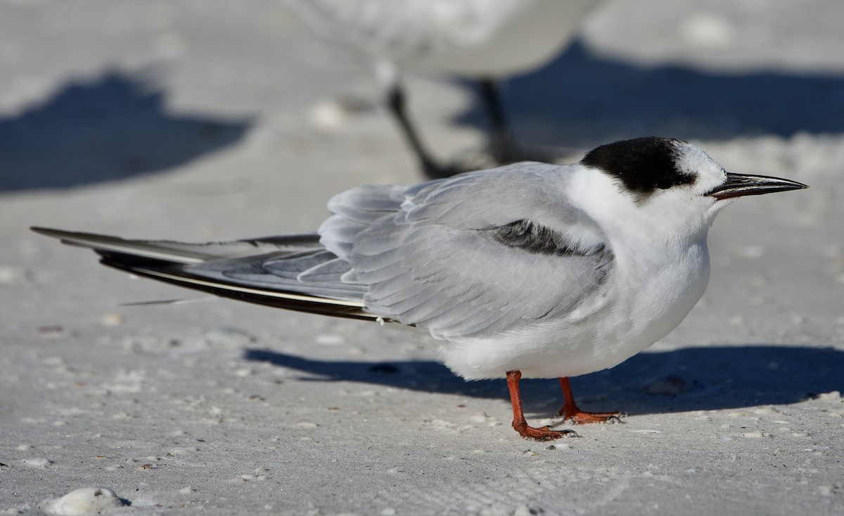Common Tern - ML647002439