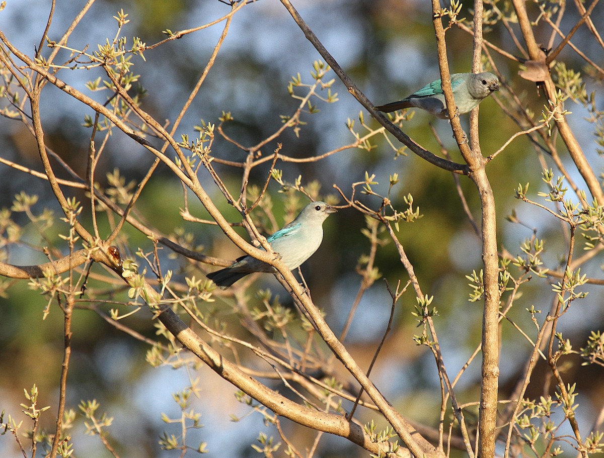 Саяка синя - ML647002447