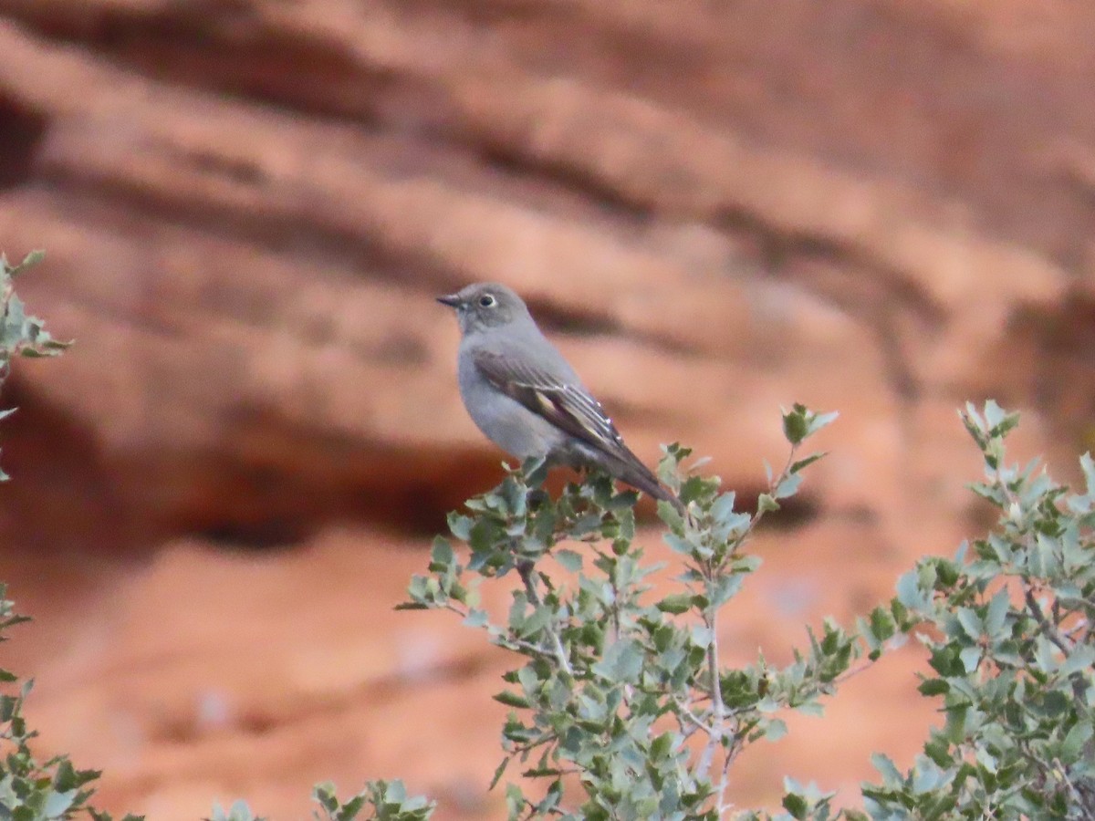 Solitaire de Townsend - ML647002452