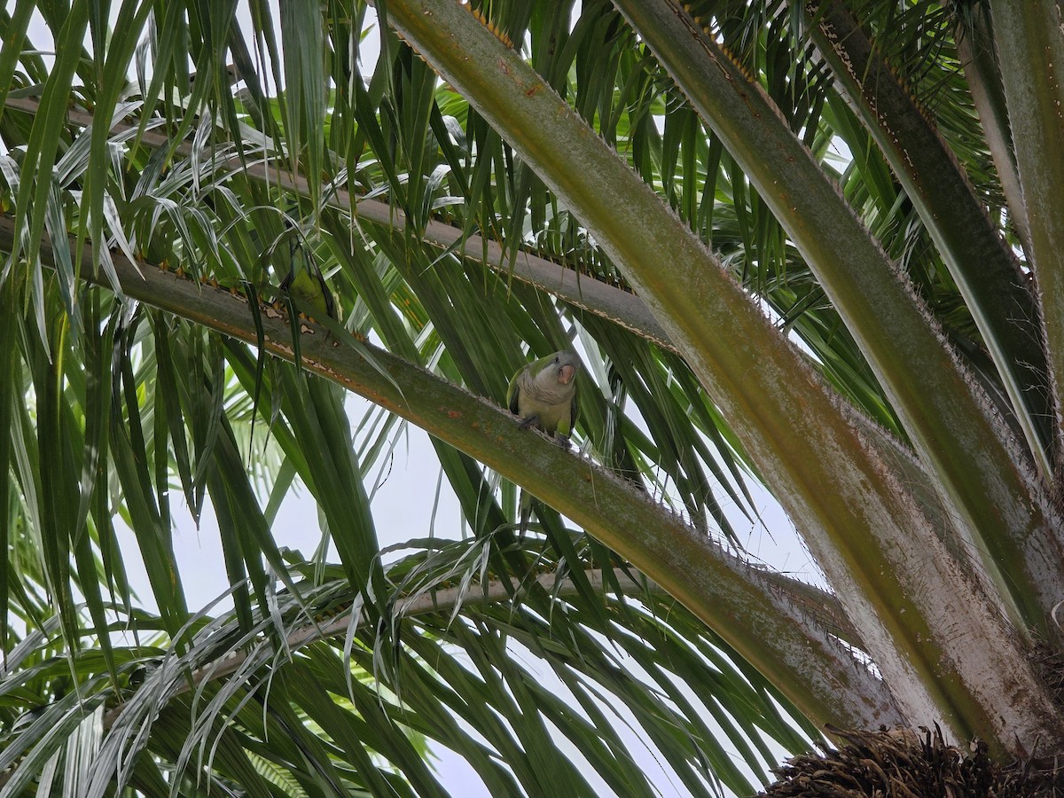 Калита сіроволий - ML647002458