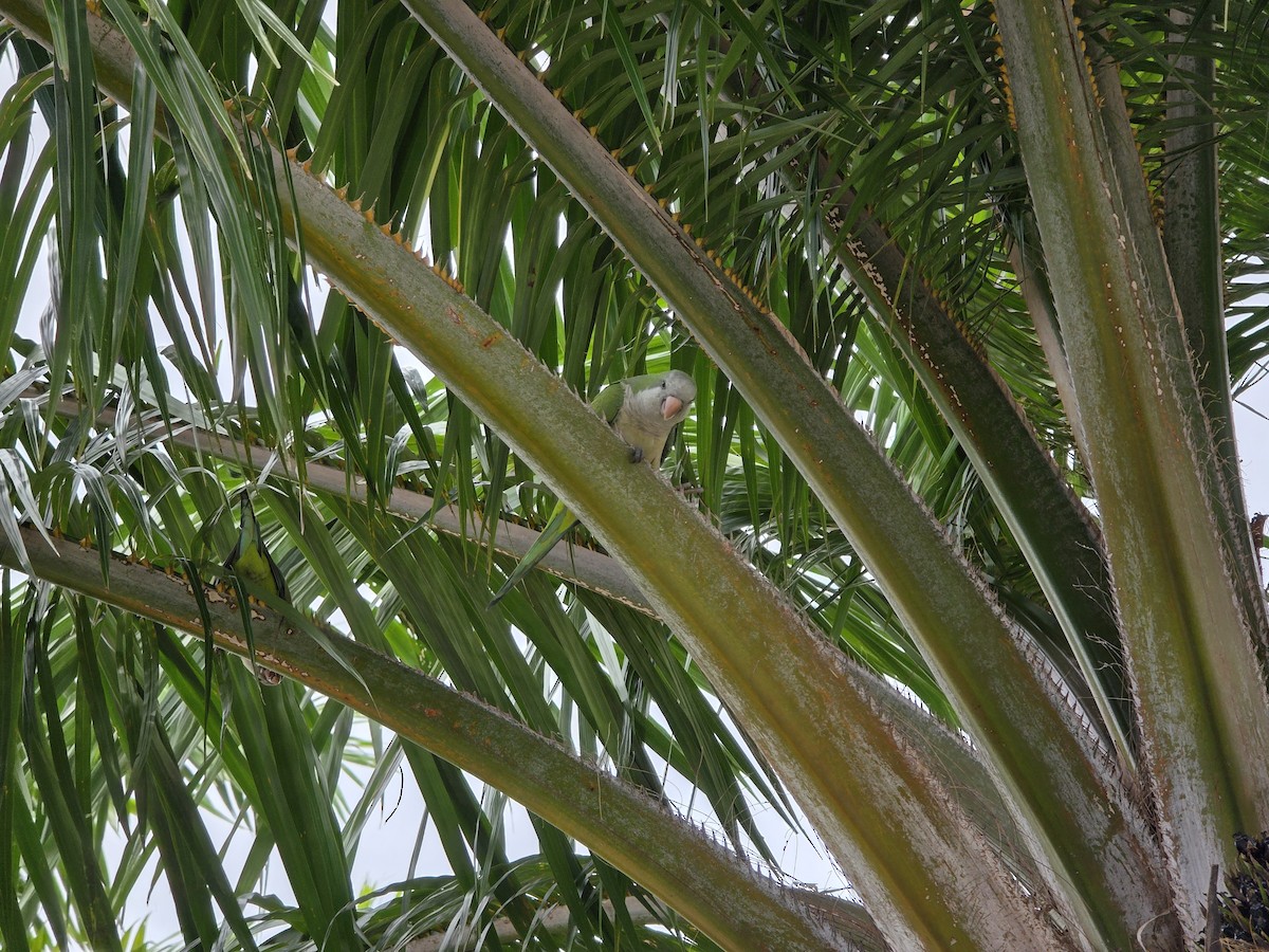 Калита сіроволий - ML647002460