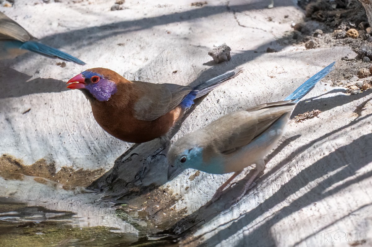 Violet-eared Waxbill - ML647002462