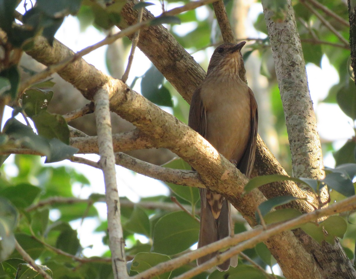 Pale-breasted Thrush - ML647002463