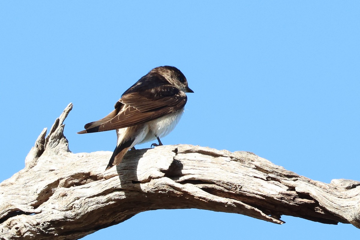 Австралийская ласточка - ML647002464