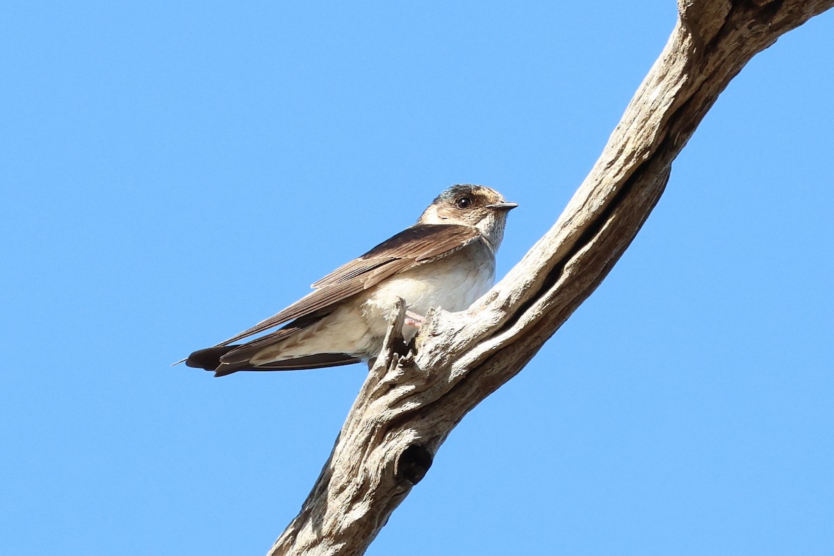 Австралийская ласточка - ML647002465