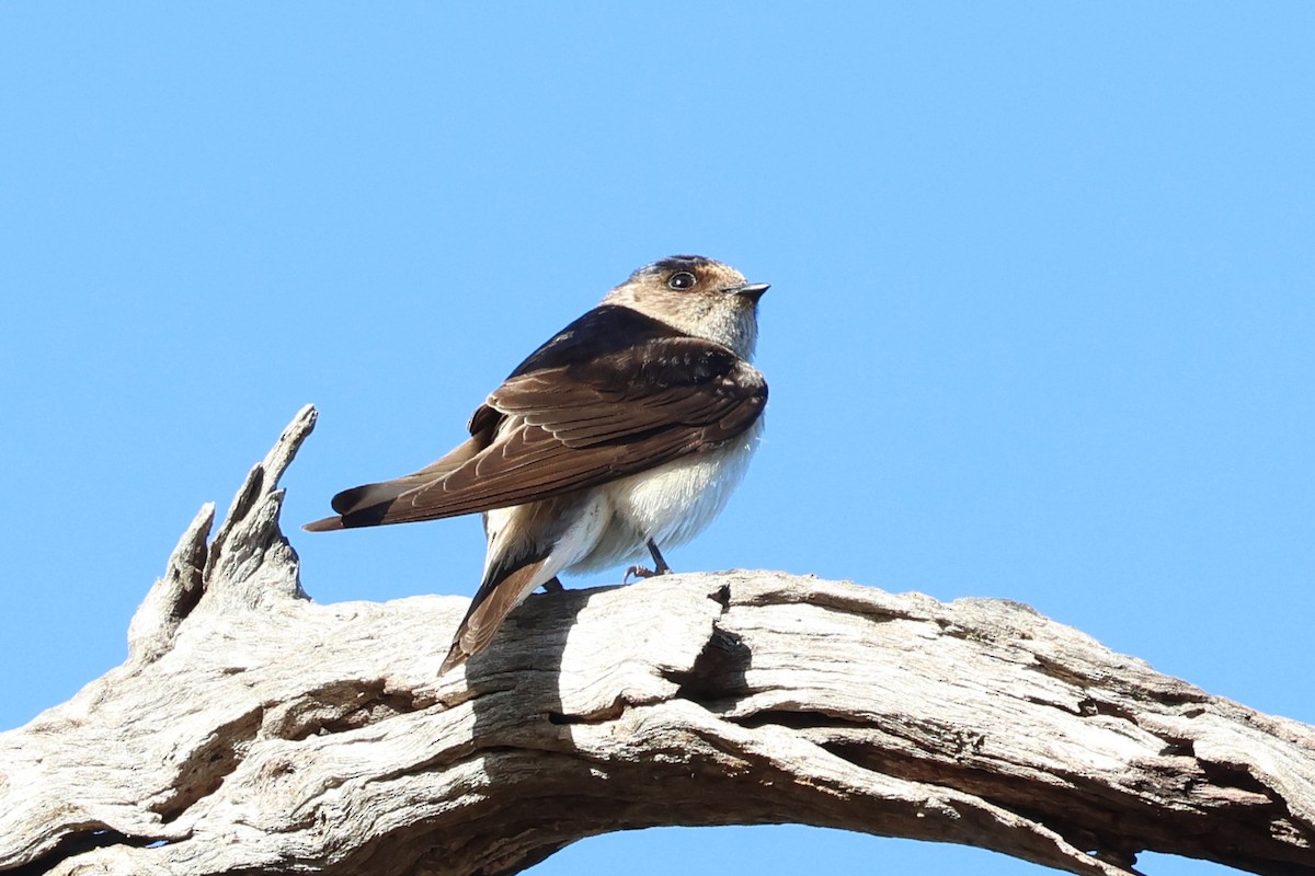 Австралийская ласточка - ML647002466