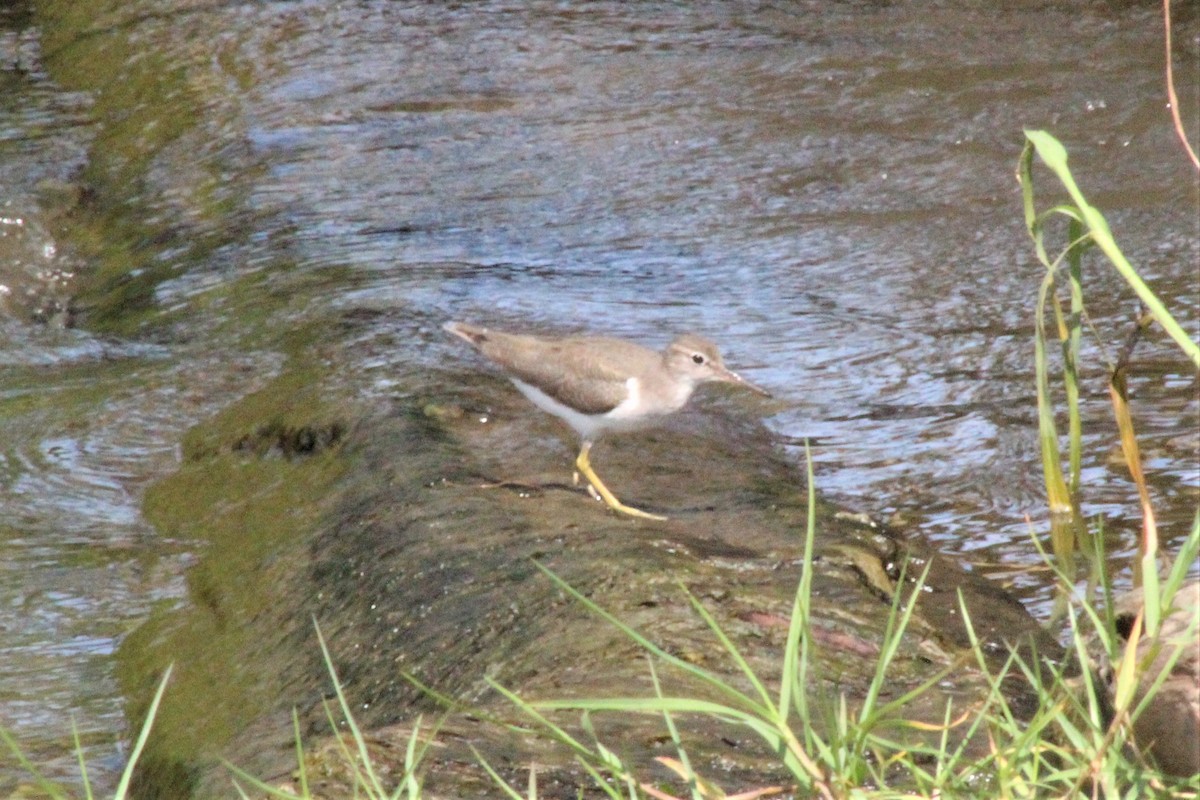 アメリカイソシギ - ML647002468