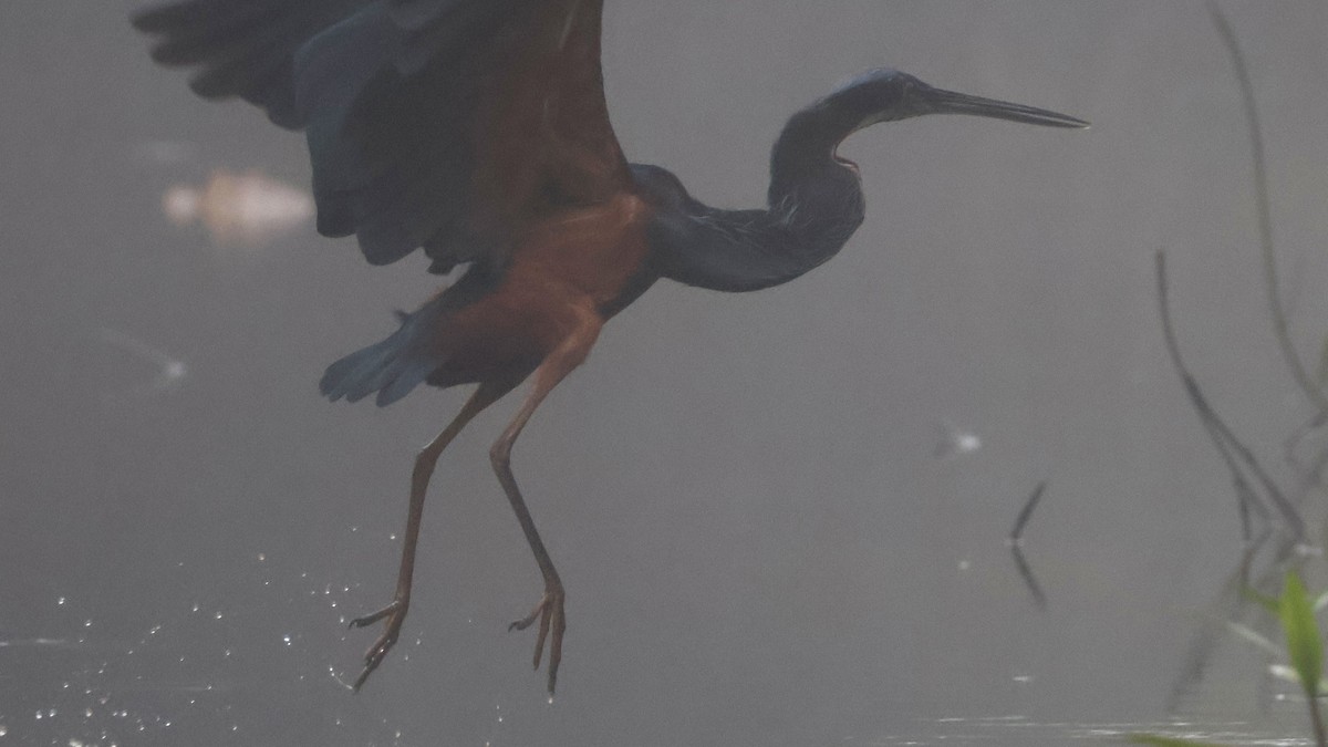 Agami Heron - ML647002470