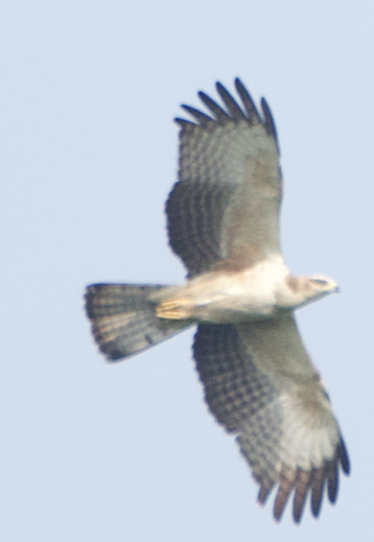 orlík krátkoprstý - ML647002471