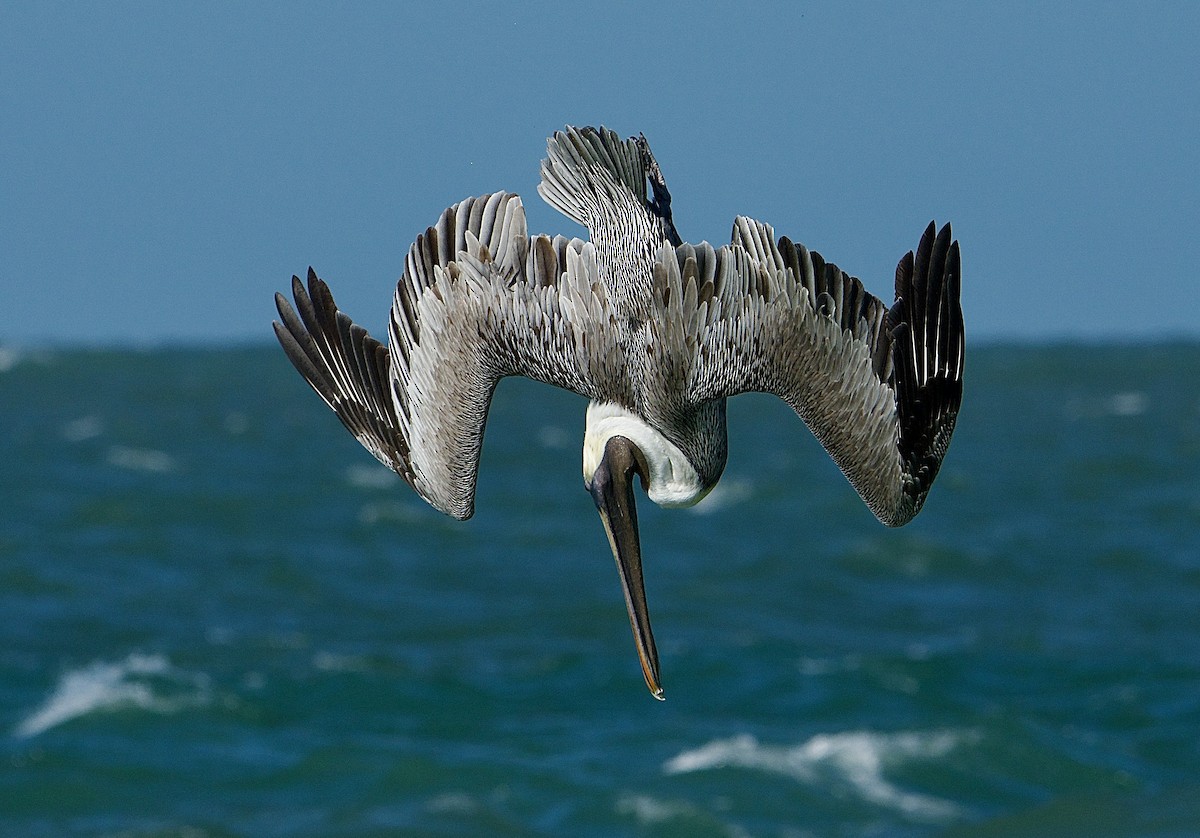 שקנאי חום - ML647002472
