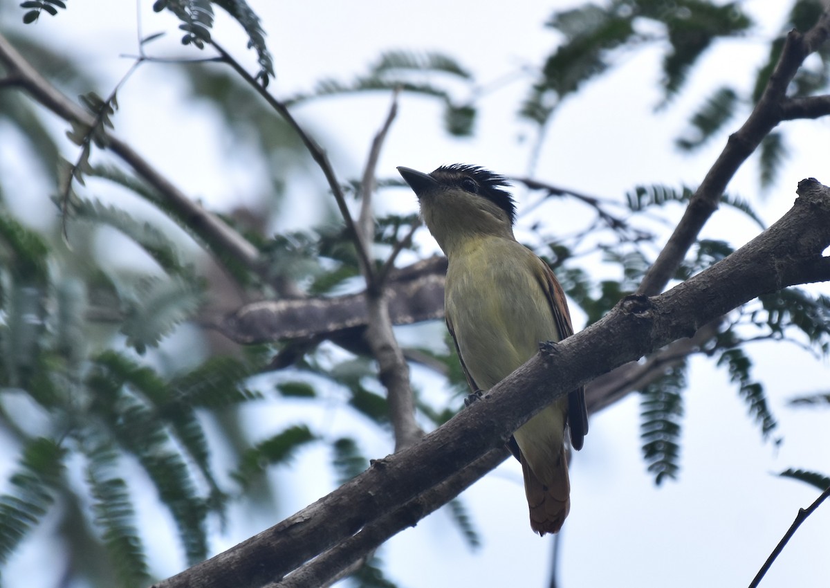 Orta Amerika Bekardı - ML647002478