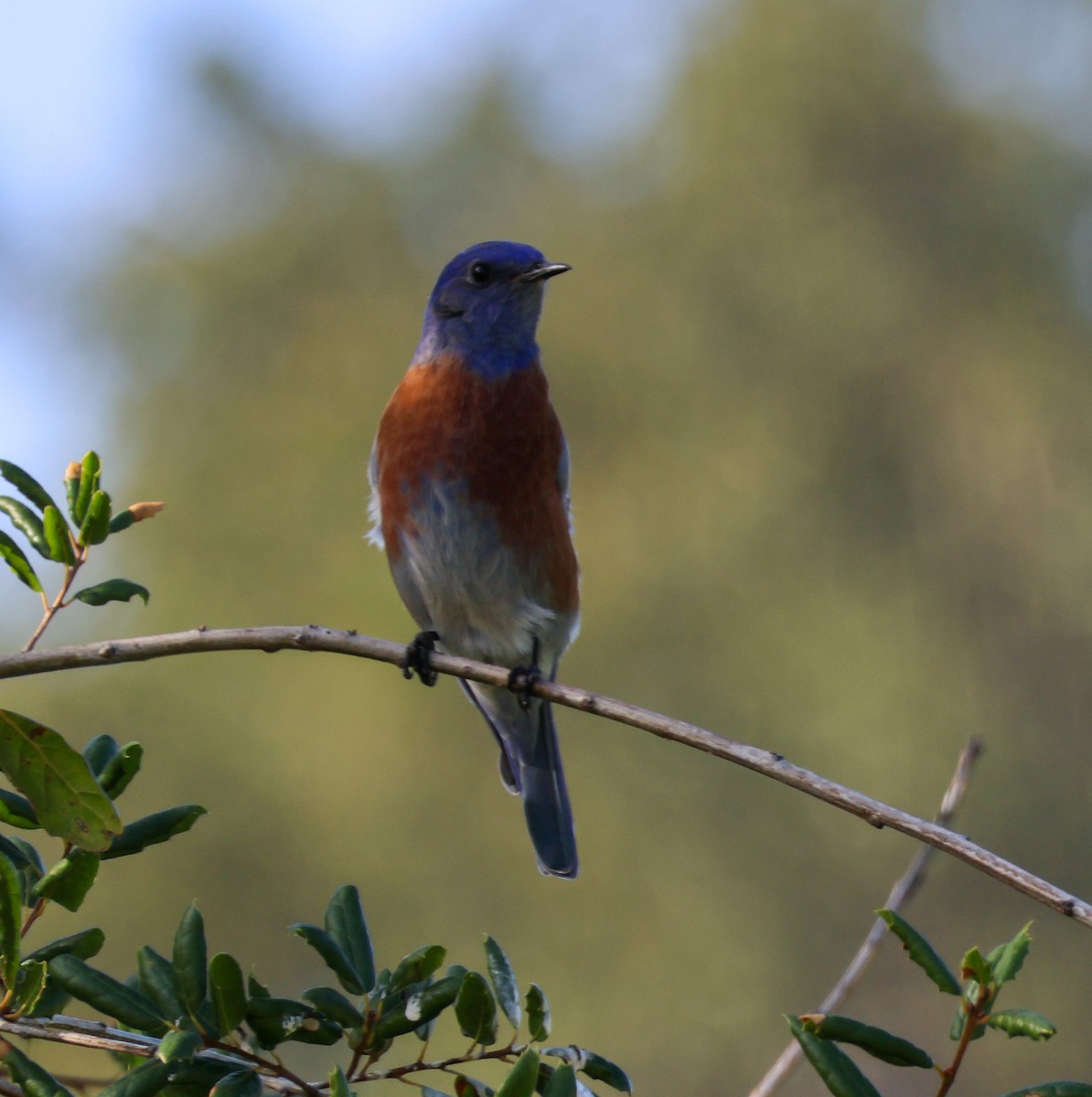 vestblåfugl - ML647002480