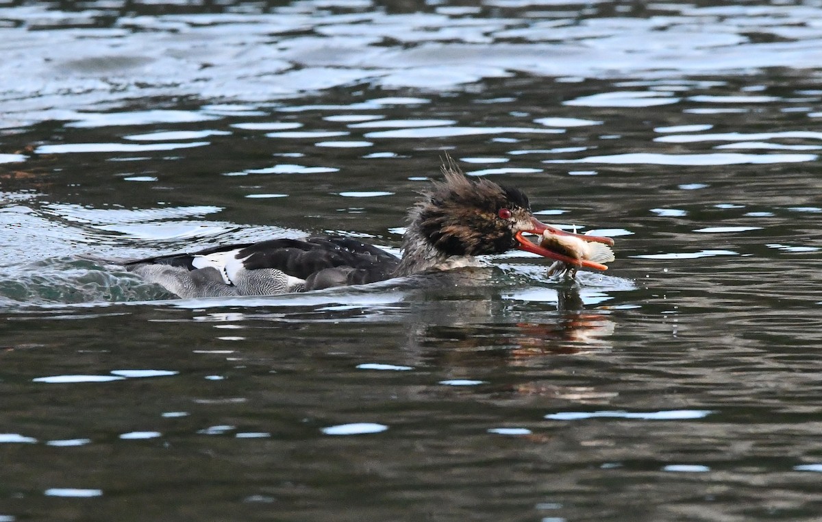 מרגון בינוני - ML647002481