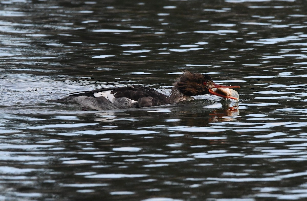 מרגון בינוני - ML647002482
