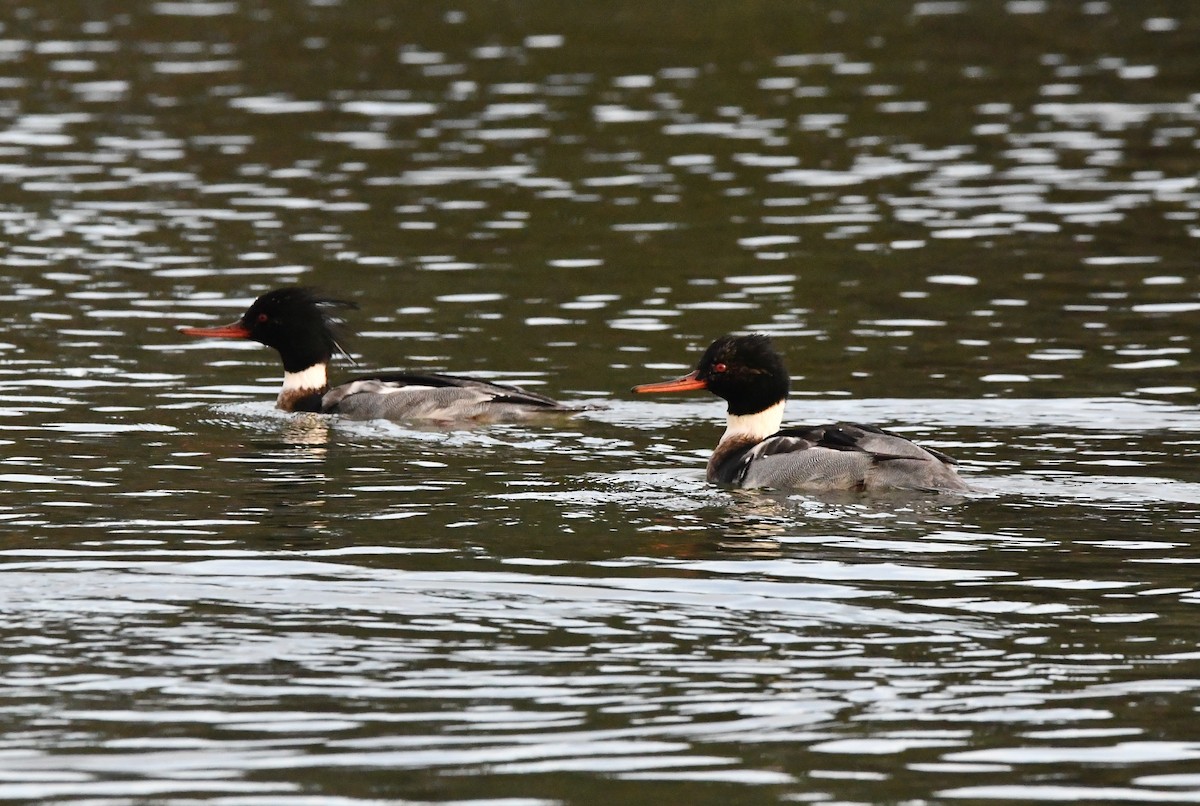 מרגון בינוני - ML647002483