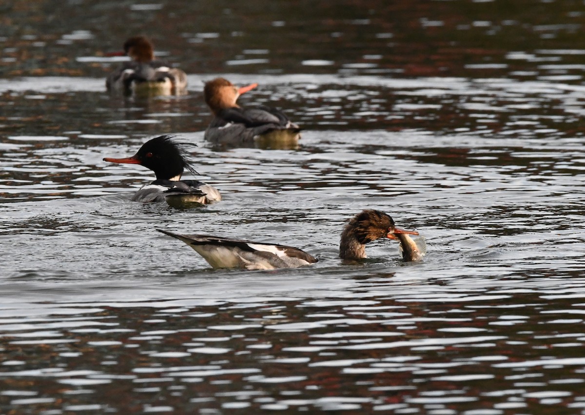 מרגון בינוני - ML647002484
