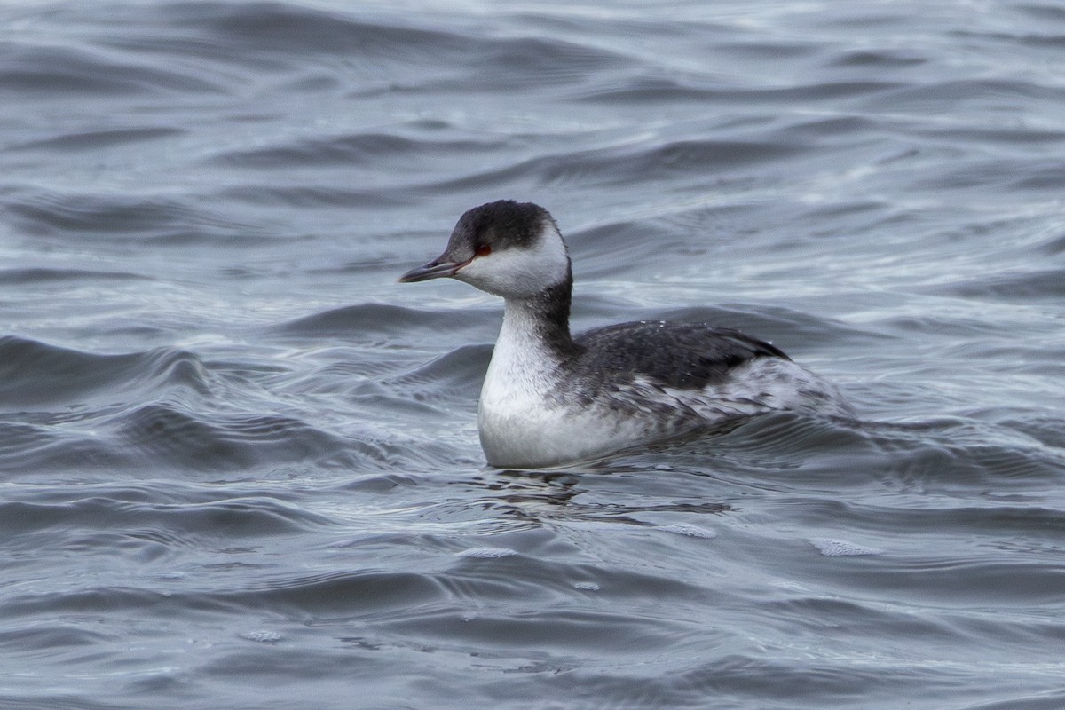 Horned Grebe - ML647002487