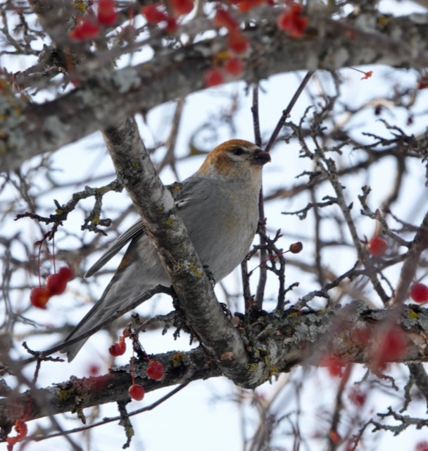 Hakengimpel - ML647002499