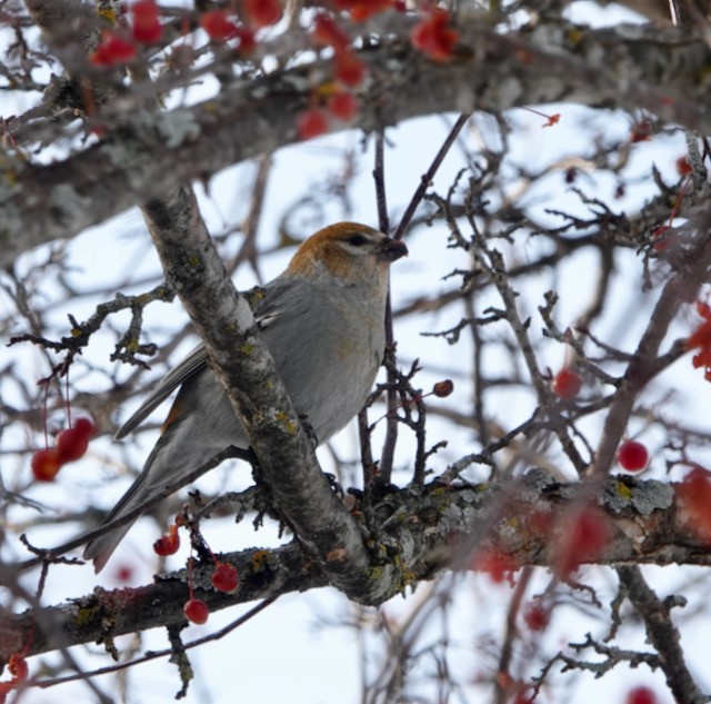 Hakengimpel - ML647002500