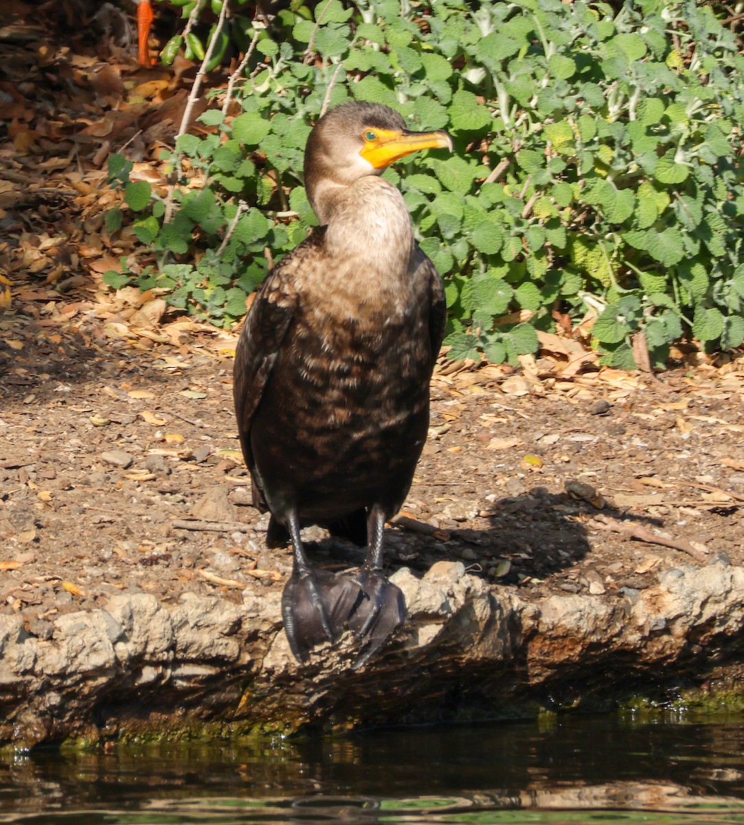 ミミヒメウ - ML647002505