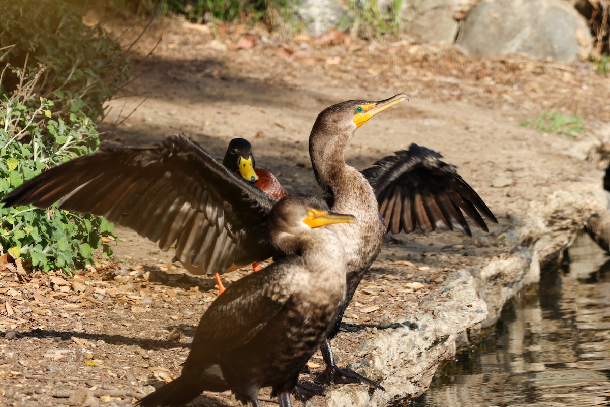 ミミヒメウ - ML647002506