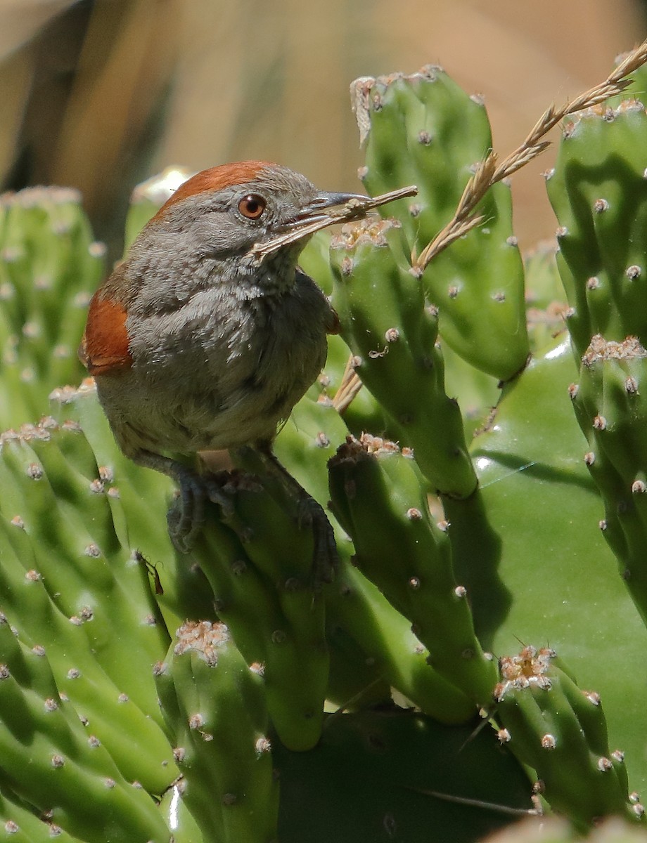 Sooty-fronted Spinetail - ML647002508