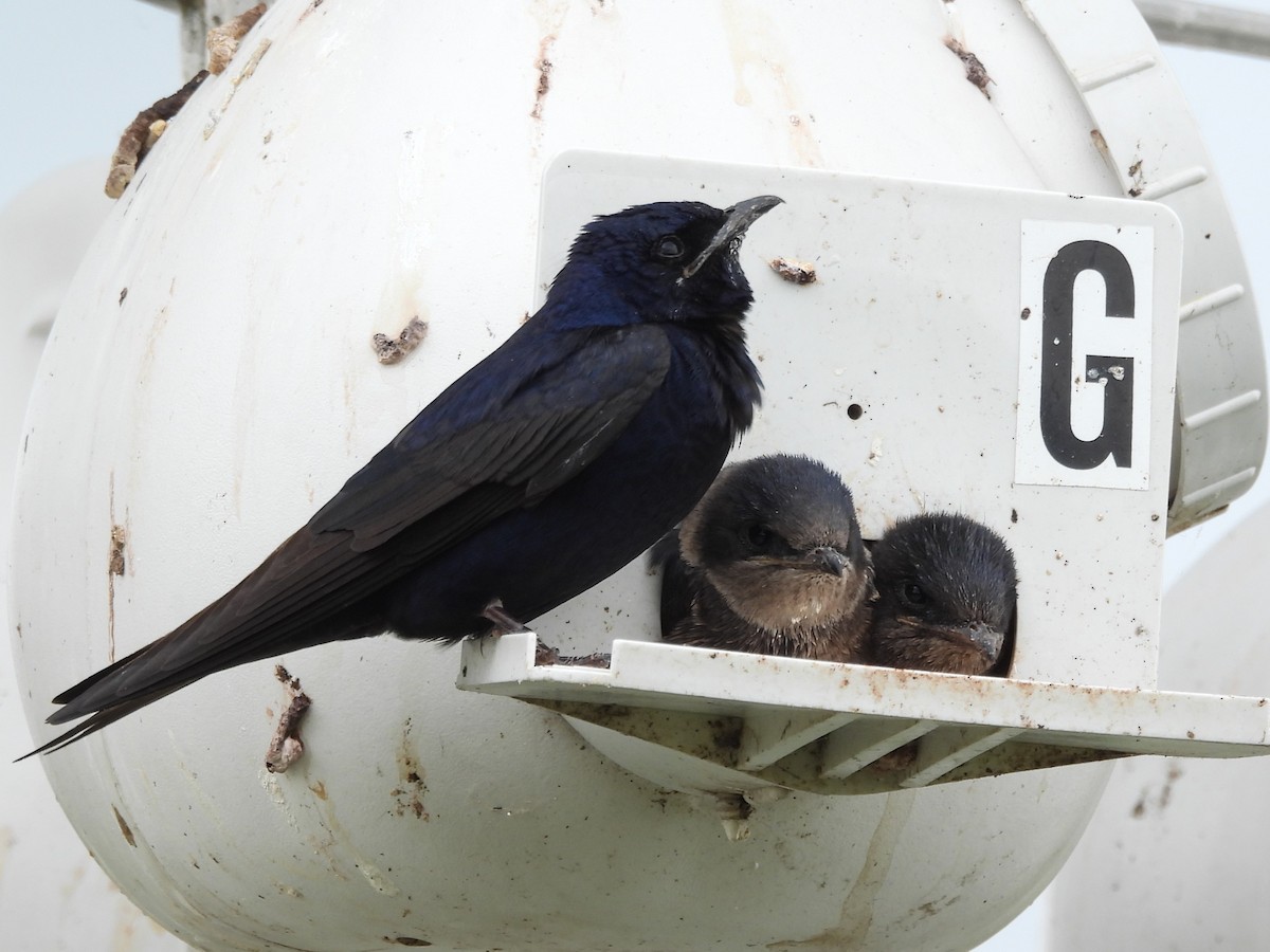 Purple Martin - ML647002509