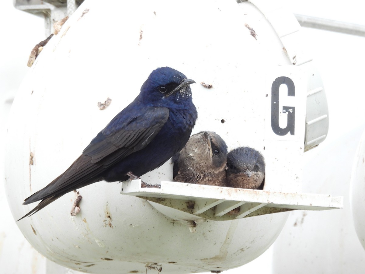 Purple Martin - ML647002510
