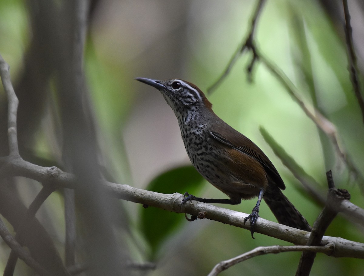 Fleckenbrust-Zaunkönig - ML647002512