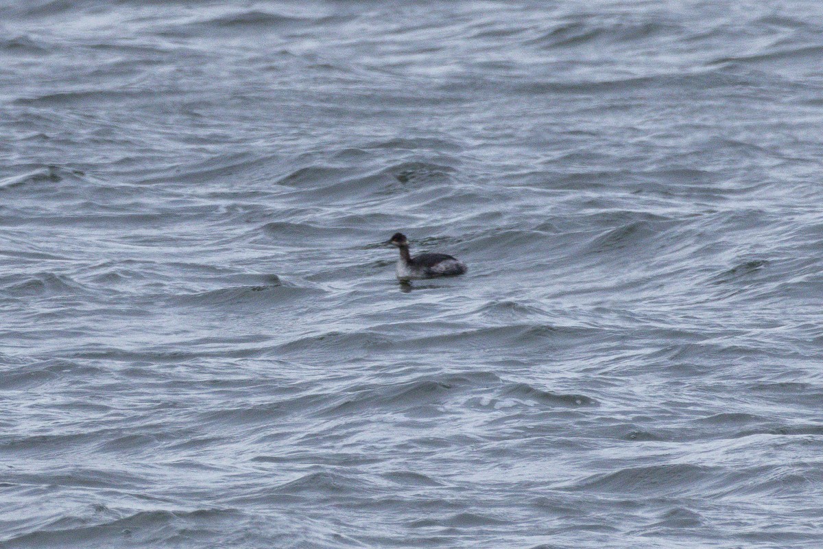 Eared Grebe - ML647002513