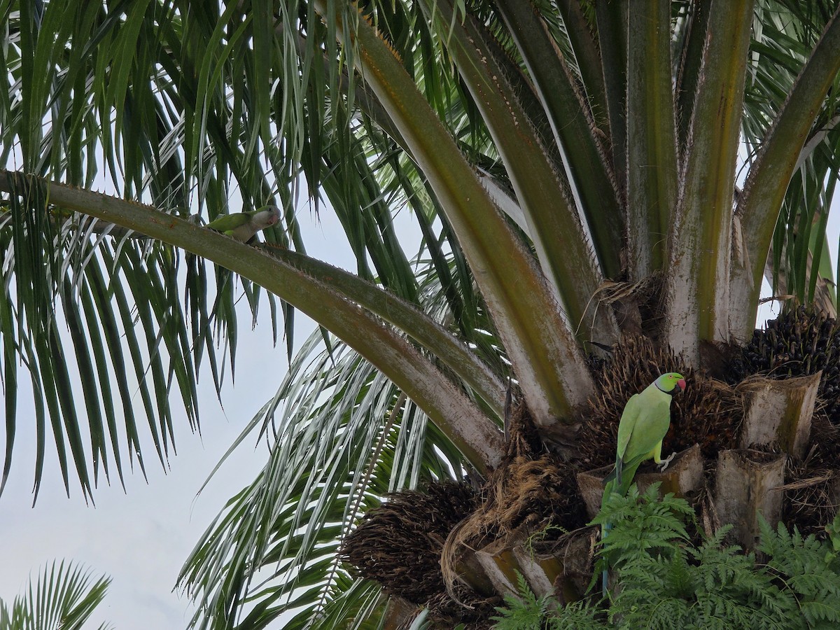 Rose-ringed Parakeet - ML647002514