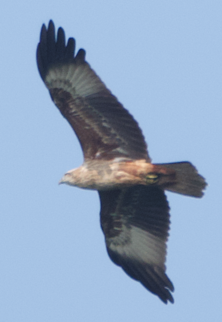 Brahman Çaylağı - ML647002515