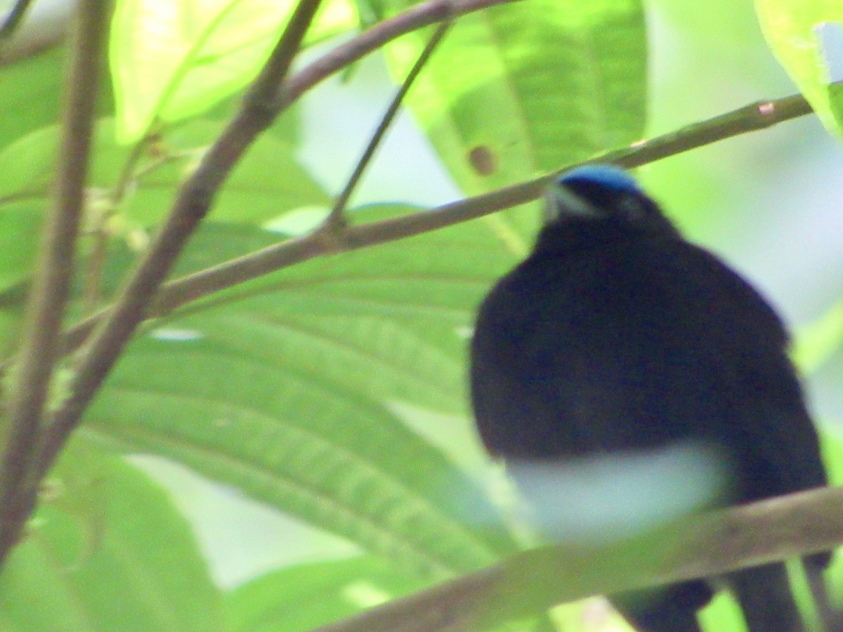 Velvety Manakin - ML647002531