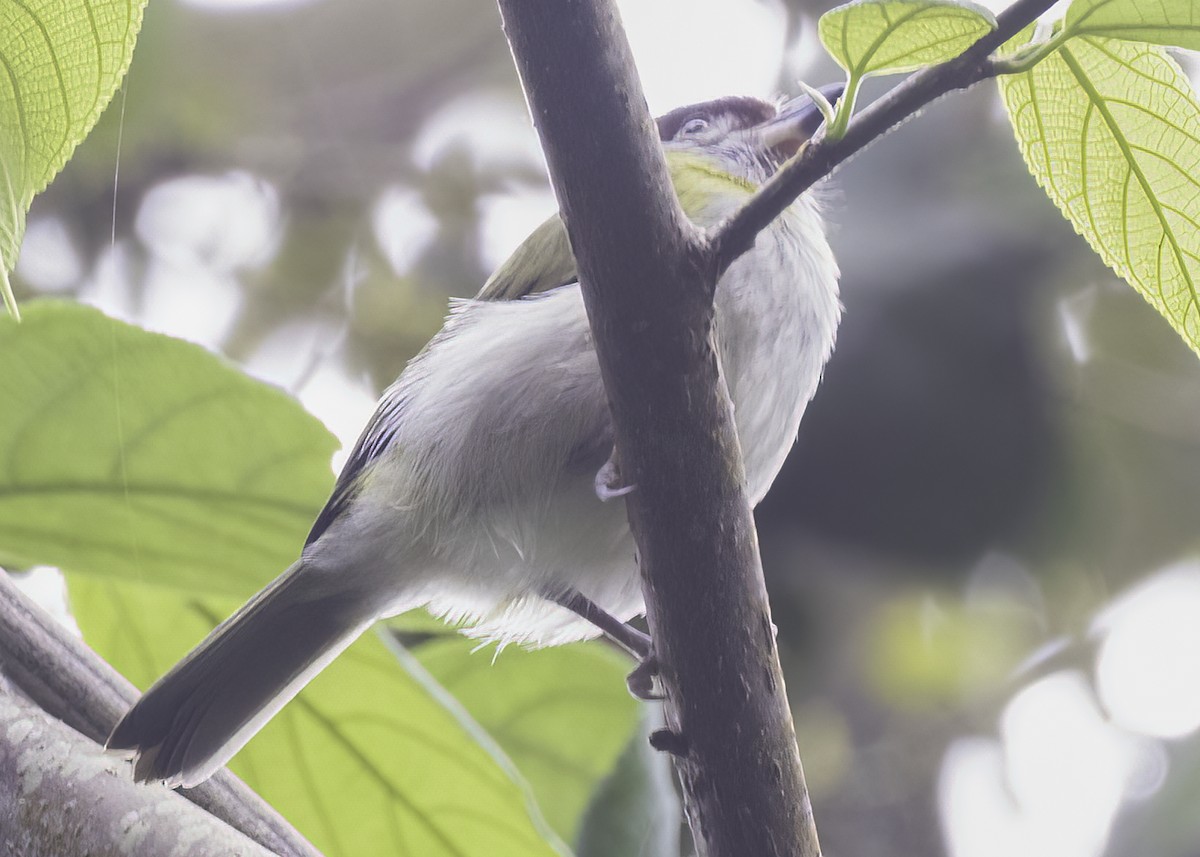 Віреон колумбійський - ML647002532