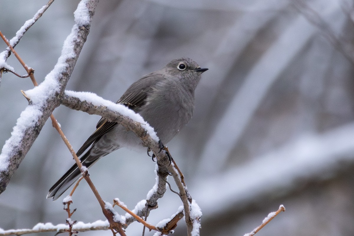 Townsend's Solitaire - ML647002533