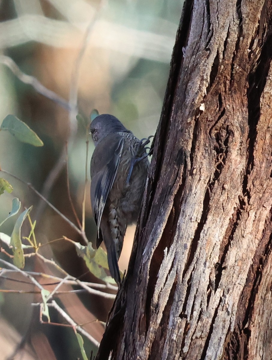 Бурая ложнопищуха - ML647002534