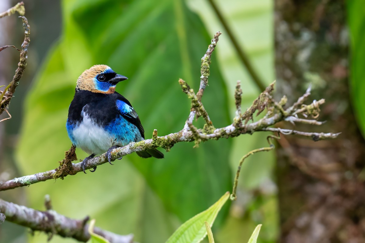 gullhettetanagar - ML647002536