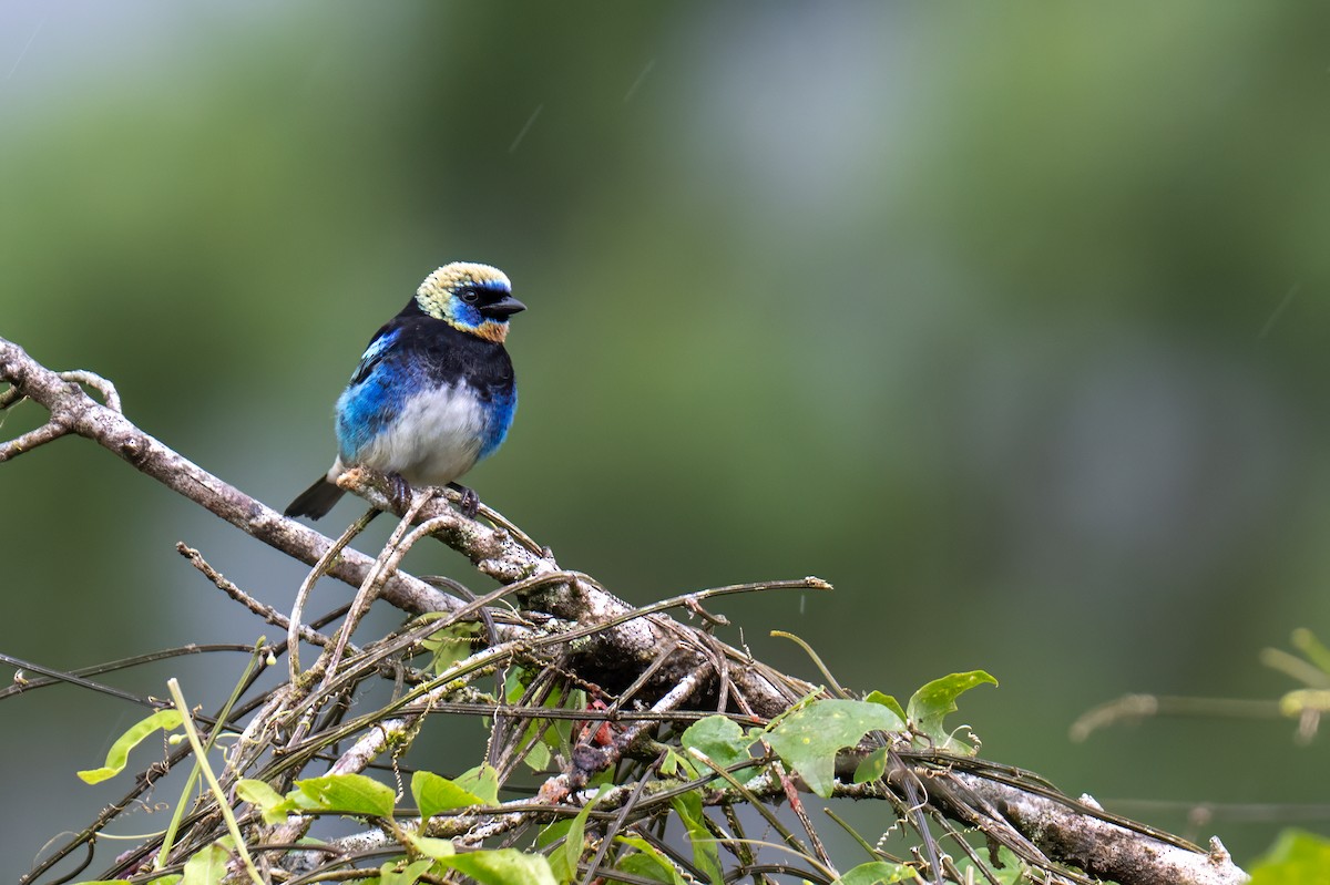 gullhettetanagar - ML647002537