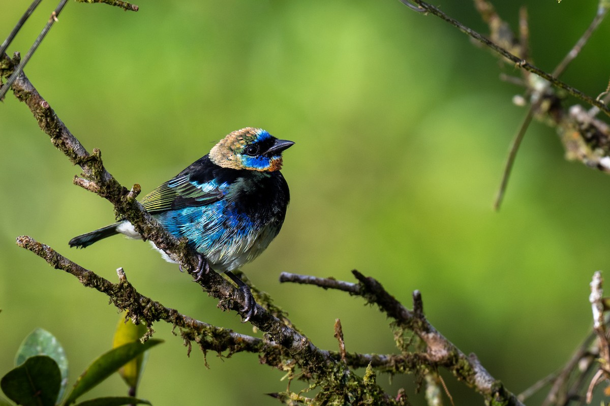 gullhettetanagar - ML647002540