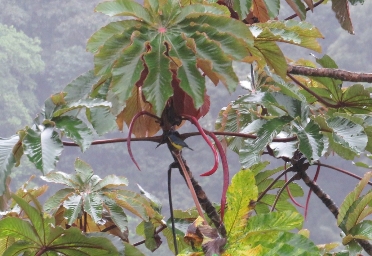 Parula Pitiayumí - ML647002541