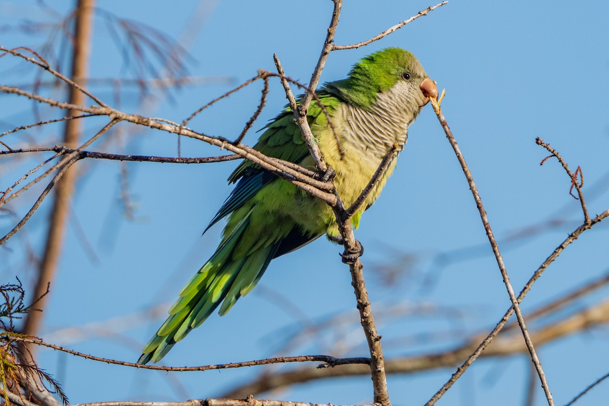 Калита сіроволий - ML647002547