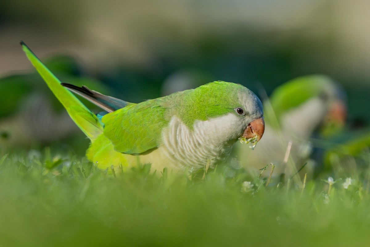 Калита сіроволий - ML647002548