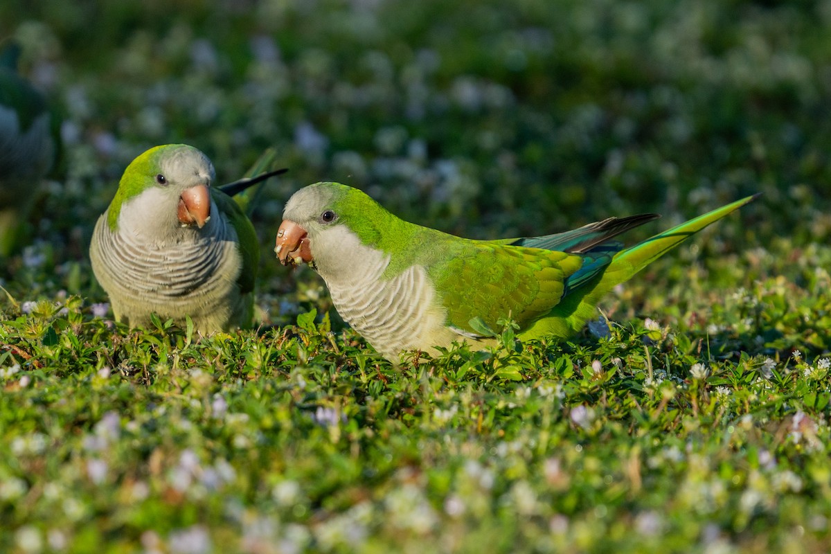 Калита сіроволий - ML647002549