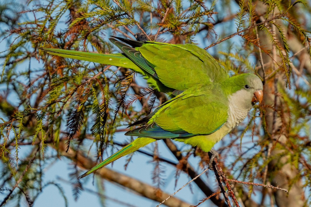 Калита сіроволий - ML647002550