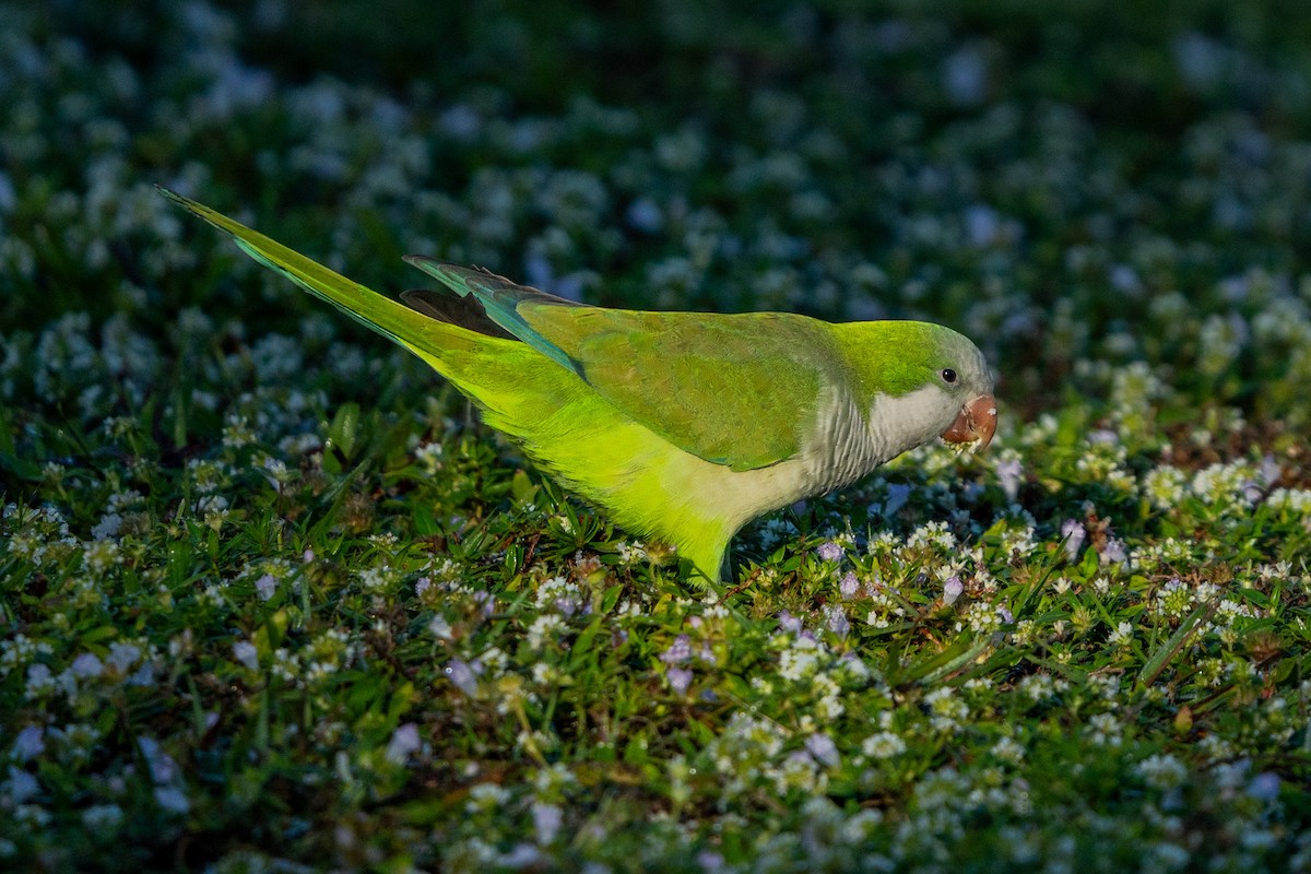 Калита сіроволий - ML647002551