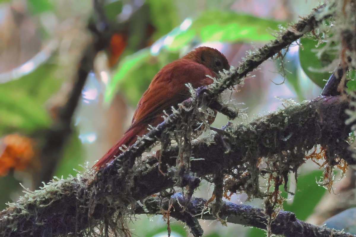 ムジムシクイカマドドリ - ML647002556