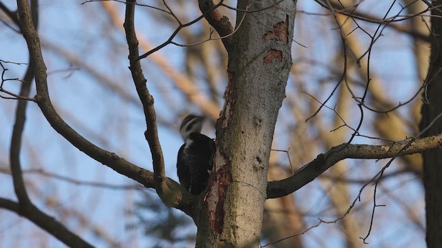 Жовна північна - ML647002560
